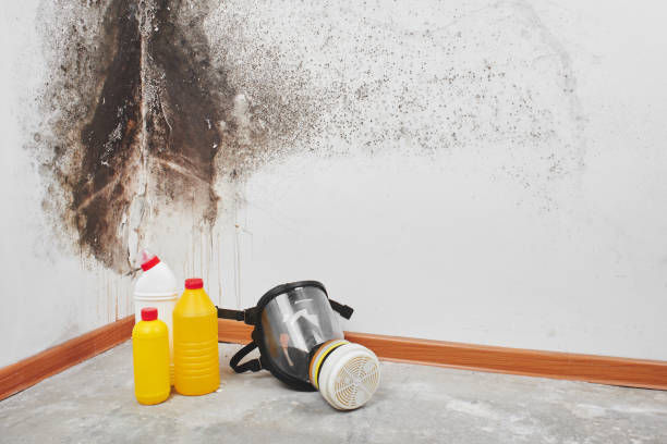 Certified Mold Removal in Baldwin, LA