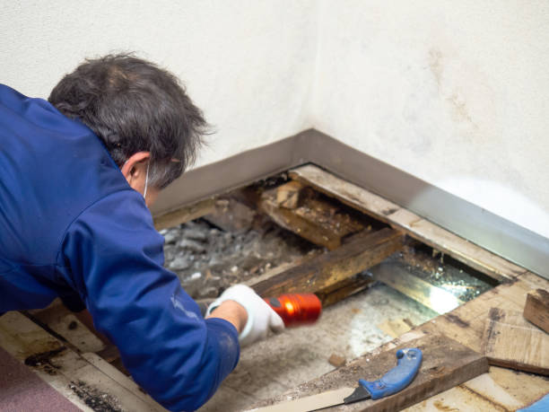 Mold Removal and Inspection in Baldwin, LA