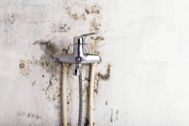 Best Best Mold Removal Companies  in Baldwin, LA
