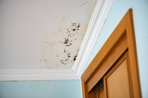 Best Attic Mold Removal  in Baldwin, LA