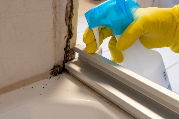 Professional Mold Removal in Baldwin, LA