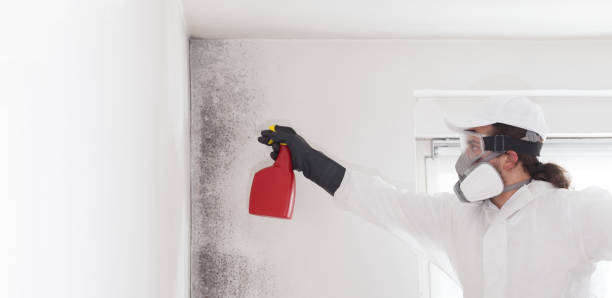 Best Professional Mold Removal  in Baldwin, LA