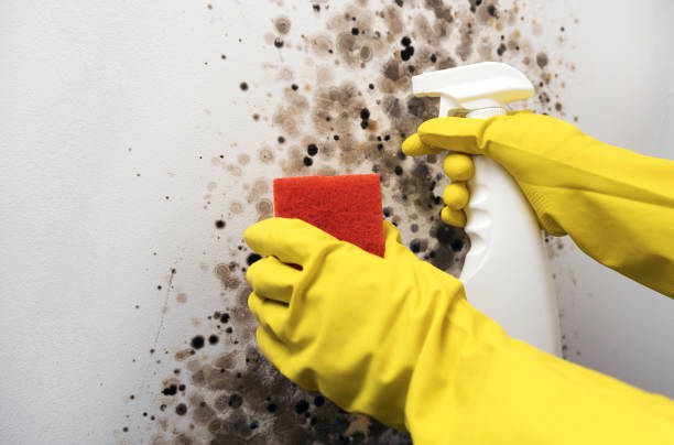 Best Local Mold Removal Service  in Baldwin, LA