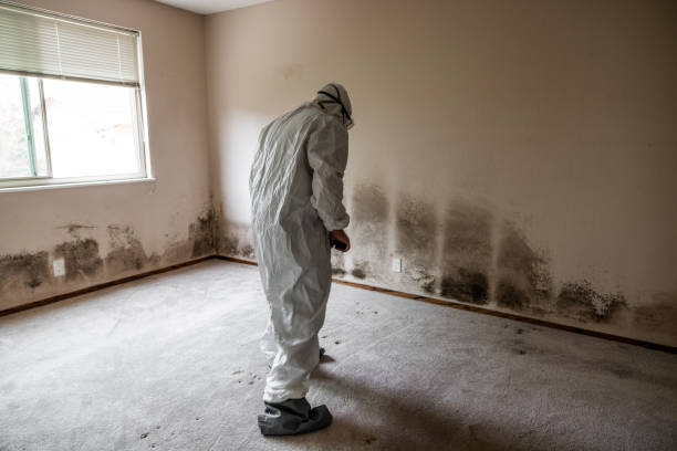Best Professional Mold Removal  in Baldwin, LA