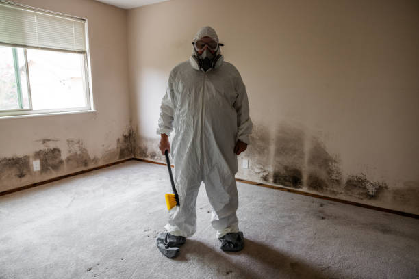 Best Mold Removal Company Near Me  in Baldwin, LA