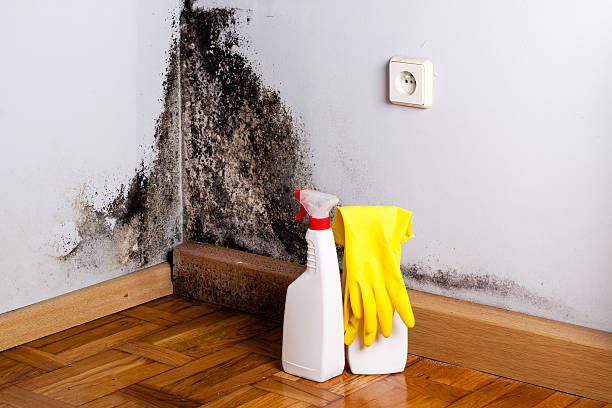 Best Affordable Mold Removal  in Baldwin, LA