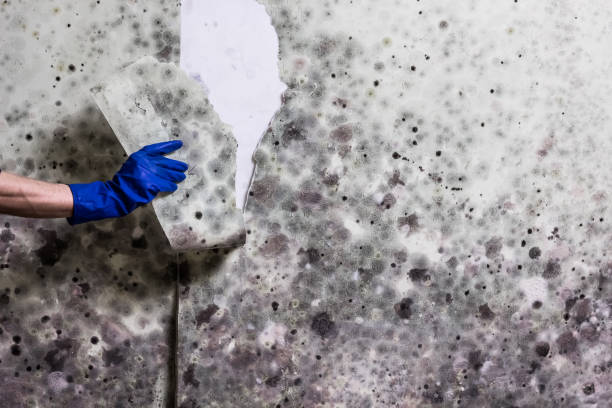Best Crawl Space Mold Removal  in Baldwin, LA