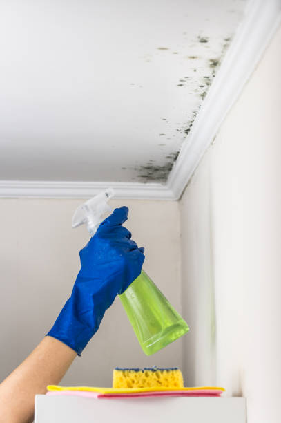 Best Mold Cleaning Services  in Baldwin, LA